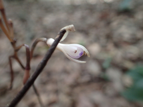 Lecanorchis nigricans iNat (2)