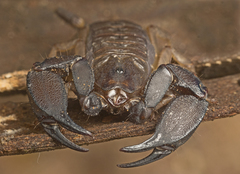 Hormurus