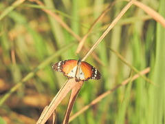 Danaus chrysippus alcippus