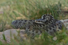 Vipera darevskii