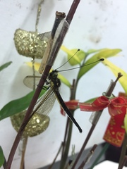 Suphalomitus formosanus