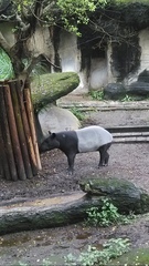 Tapirus indicus