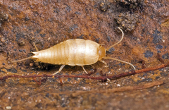 Atelurinae