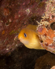 Gymnothorax melatremus