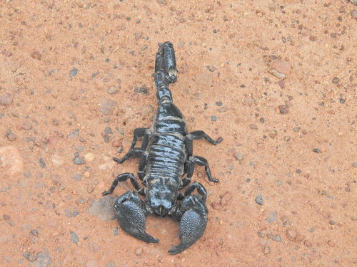 Common Emperor Scorpion