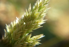 Poa