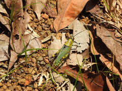 Zonocerus variegatus