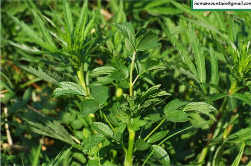 Thalictrum simplex iNat (2)