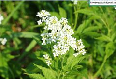 Cardamine leucantha