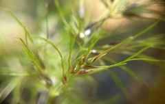 Poa bulbosa vivipara