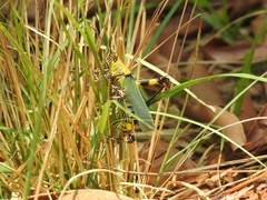 Zonocerus variegatus