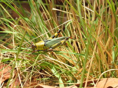 Zonocerus variegatus