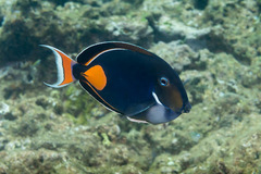 Acanthurus achilles
