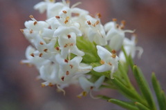 Selago aspera (Selago aspera)