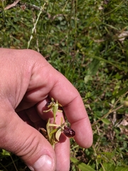 Ophrys sphegodes sphegodes