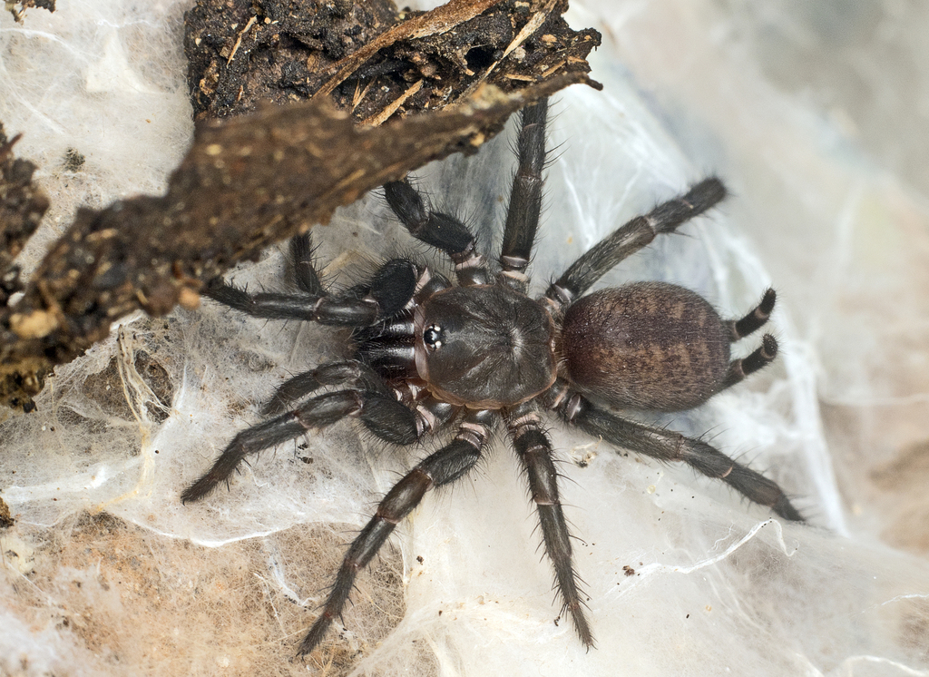 Australothele Jamiesoni From Mount Archer QLD 4514, Australia On June 9 ...