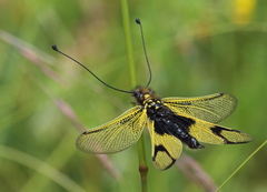 Libelloides longicornis