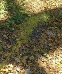 Poa bulbosa vivipara