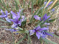 Iris pallasii