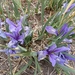 Iris pallasii - Photo (c) Svyatoslav Knyazev, algunos derechos reservados (CC BY), subido por Svyatoslav Knyazev