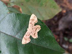 Dysaethria fulvihamata