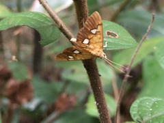 Nosophora semitritalis