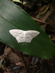 Acropteris ciniferaria