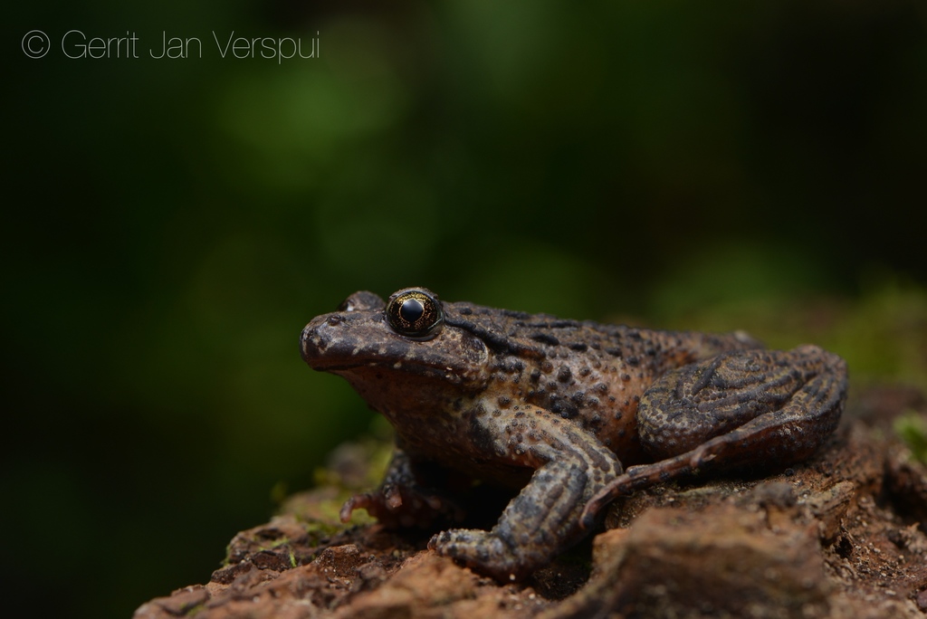 Caucasian Parsley Frog