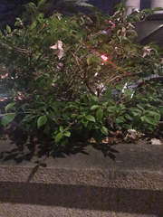 Magnoliopsida