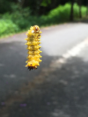 Zygaenoidea