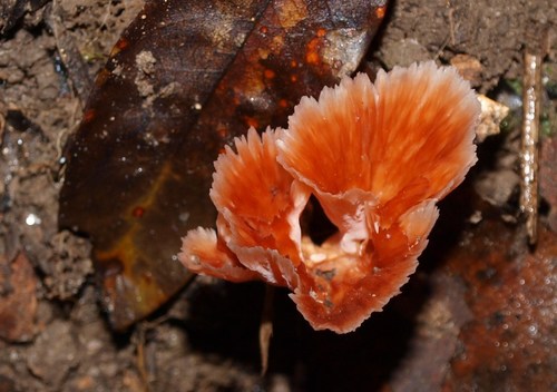 Wine Glass Fungus