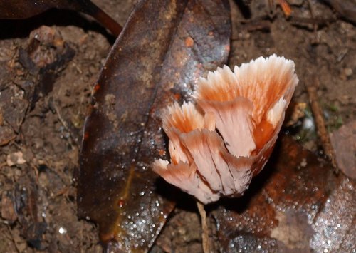 Wine Glass Fungus