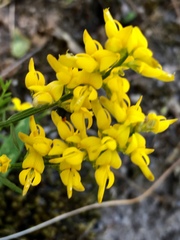 Genista tinctoria
