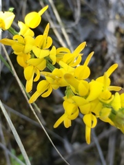 Genista tinctoria
