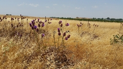 Cynara syriaca
