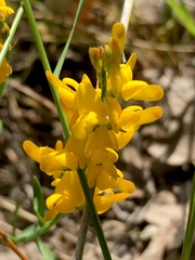 Genista tinctoria