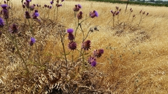 Cynara syriaca