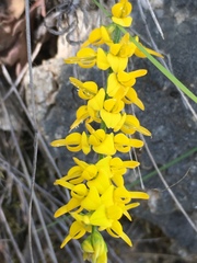 Genista tinctoria