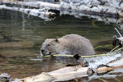 American Beaver photographed in Colorado