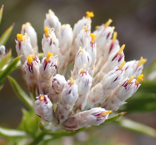Pale Blombush (Metalasia pallida)
