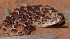 Echis leucogaster