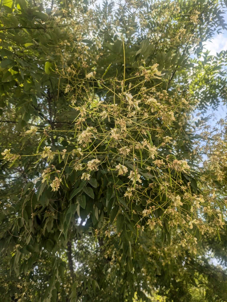 Styphnolobium japonicum - council-listed tree