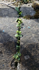 Marchantia polymorpha