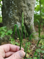Dactylis glomerata lobata