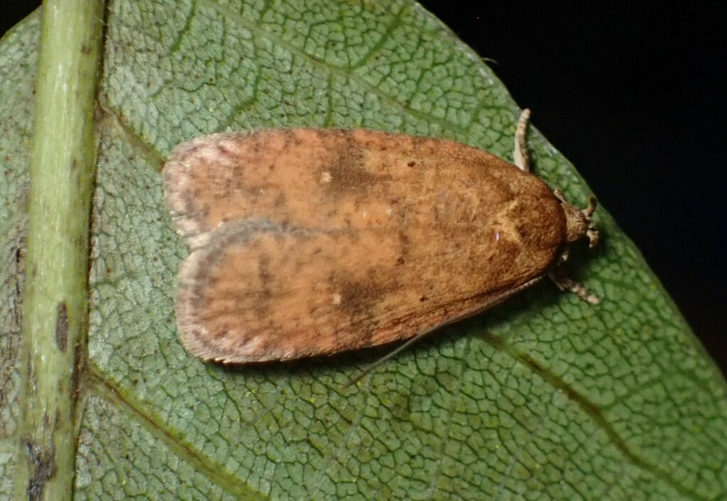 Agonopterix dimorphella