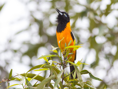 Venezuelan Troupial photo 3