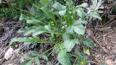 Cephalaria coriacea