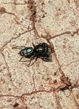 Sassacus aztecus