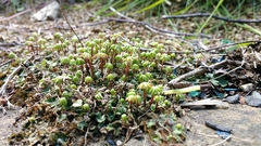Marchantia polymorpha