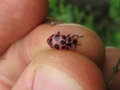 Coleomegilla maculata lengi